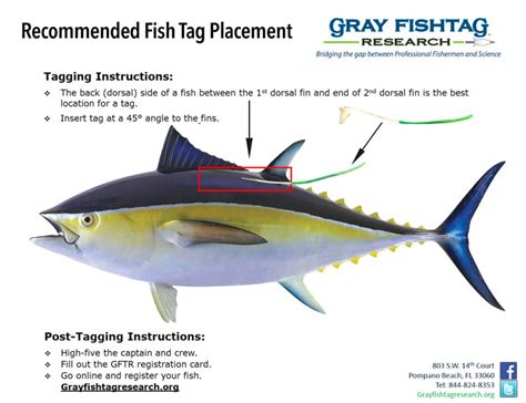 Tag: fish .